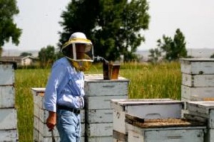 Beekeeping: Blowing Smoke Image